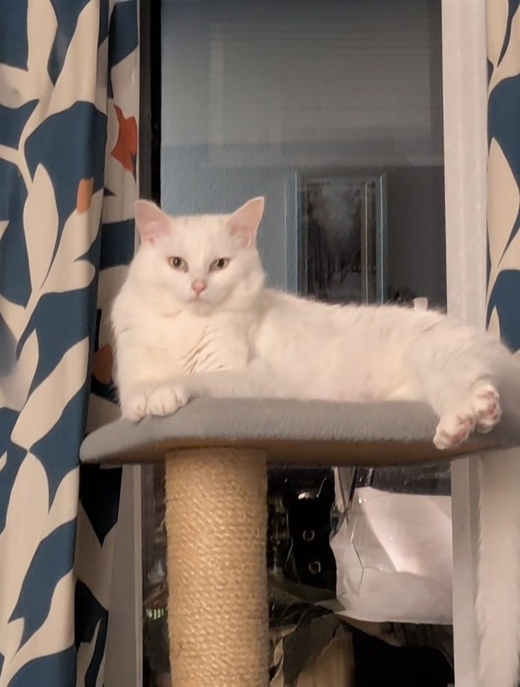 Large handsome white male cat Iggy lying on the top deck of a cat tree. He had been looking outside but then turned around to stare at us on the sofa at the other side of the room.