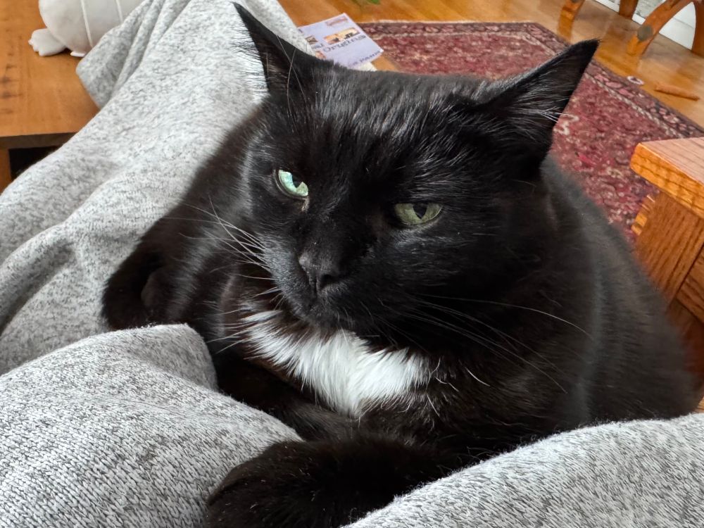 World weary black cat sits on a gray blanket covering a lap. She is the very picture of disgruntlement.