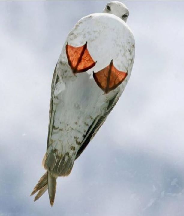 a seagull standing on a glass roof looking down at the camera