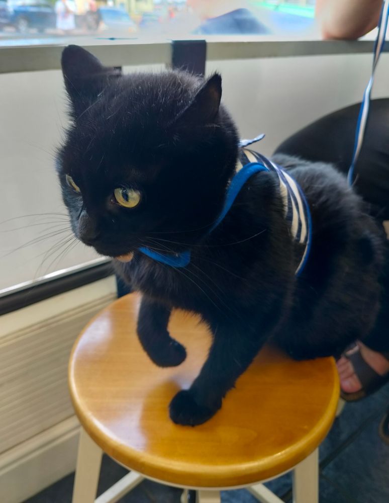 A black cat wearing a blue and white striped harness sitting on a stool. One paw is raised a little in curiosity.