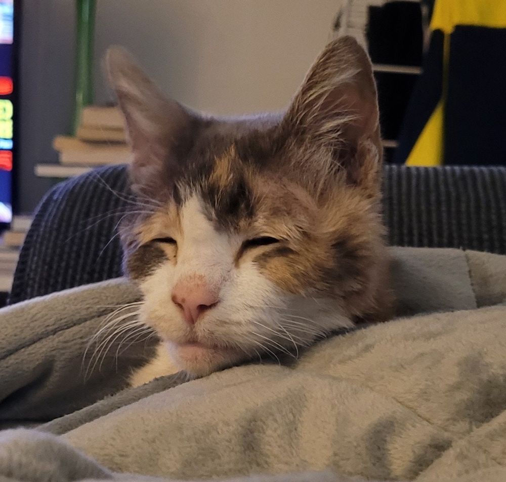 Picture of a very sleepy Calico cat.
