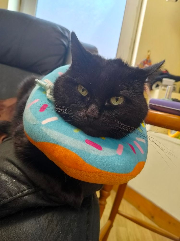 A black cat wearing a doughnut pattern soft collar sitting on the arm of a couch.