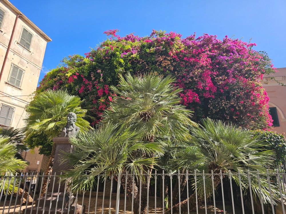 Pink bougainvillea flowers in a smalm park