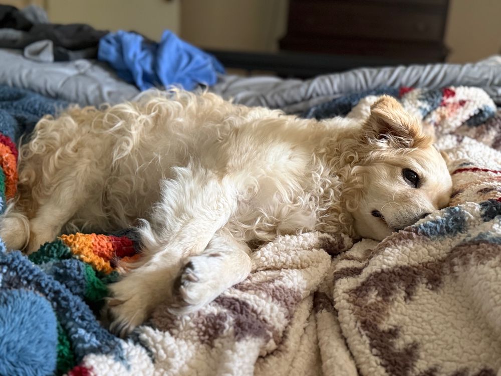 Indy, the best dog in the world, flops dramatically on soft pendleton blankets 