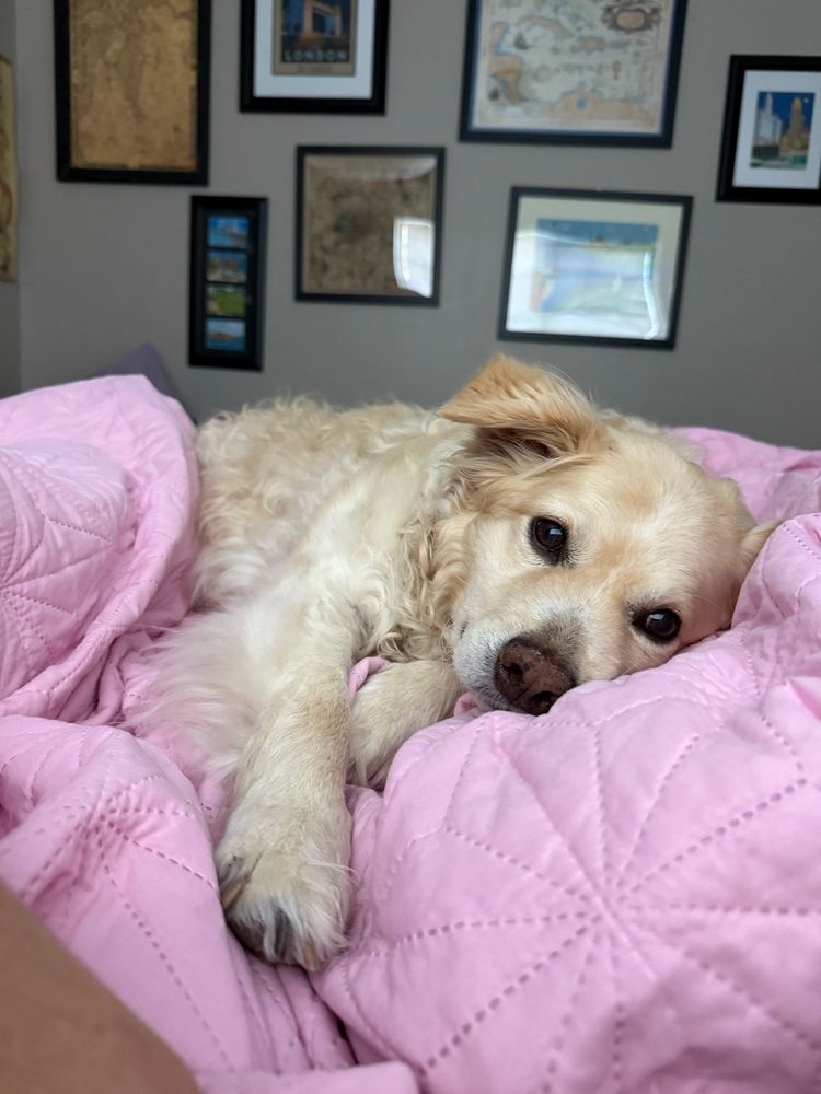 the best dog in the world lays on a pink quilt, staring at me with his big brown eyes and boopable snoot