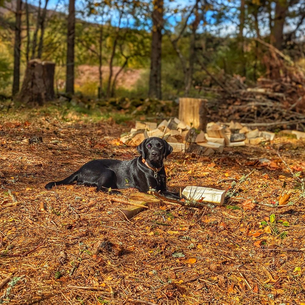 Bear the black Labrador in a woodland setting with moorland behind, blue skies, and a freshly chopped log in front of him. 