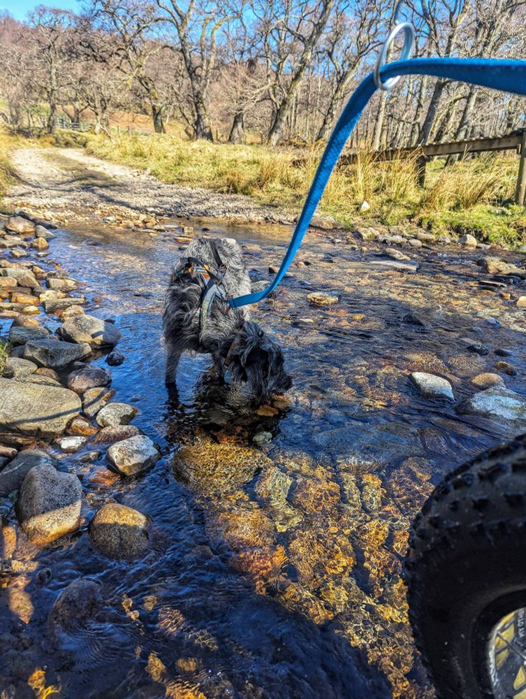 CaniBike in the Cairngorms National Park in Scotland with a young Labradoodle and a Surly Ice Cream Truck. Here we've stopped at a ford so she can drink. 