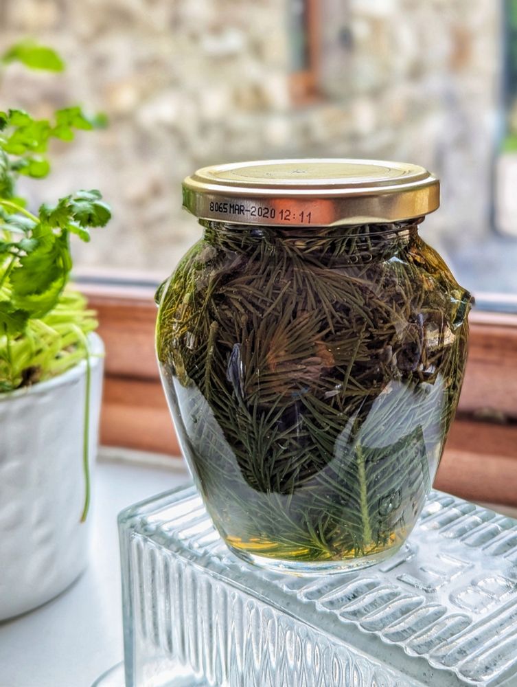 A jar of pickled spruce tips.