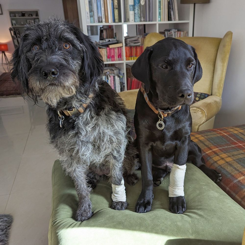 A black Labrador puppy and a Labradoodle both wearing bandages on their left fore leg.

Only the Labrador needs it...