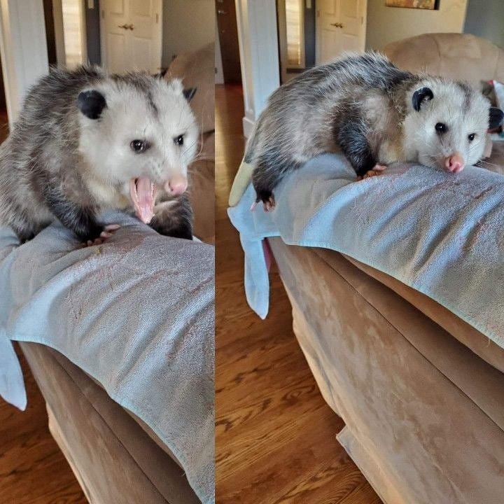 Me when the 『 E M O T I O N S 』 are too much to handle