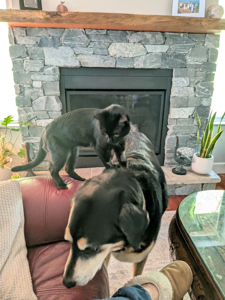 My very large black dog, that's a mixture of coonhound & great pyrenees, and his therapy cat