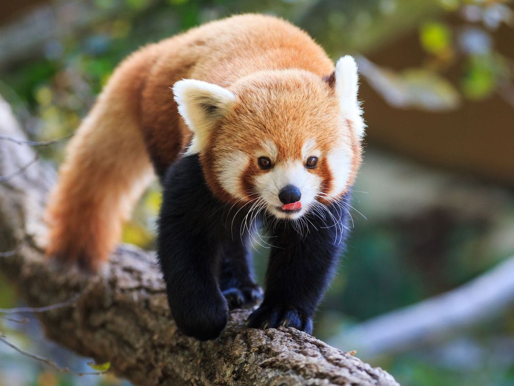 photograph of red panda climbing across a tree branch, high in the air