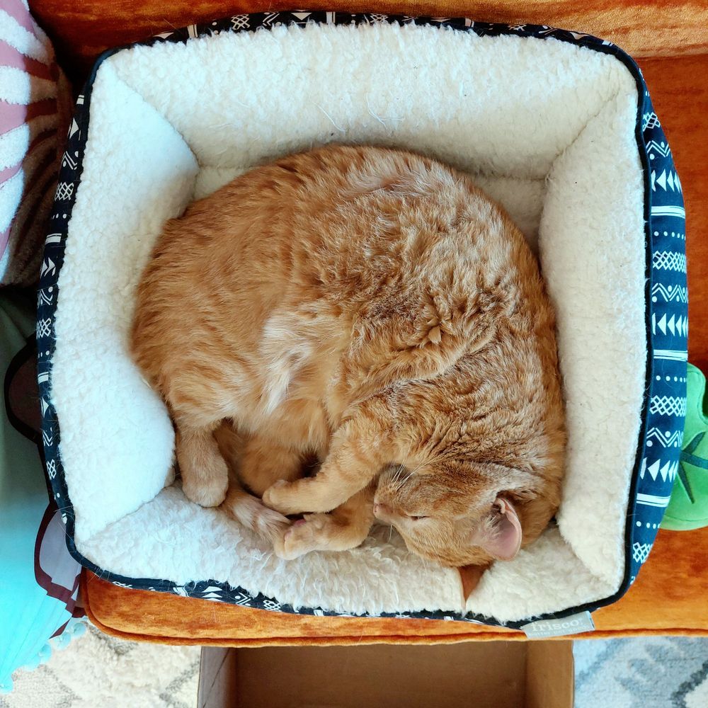 Photo of an adult orange tabby cat curled up in a square plush pet bed, sleeping.