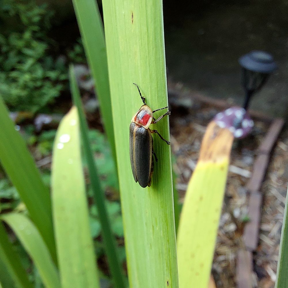 Close-up photo of a firefly beetle on a tall green leaf. It's body is black and it's head is red.