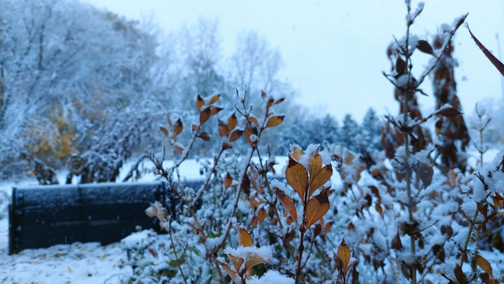 Photo of a snowy backyard scene. A flower bed full of dried, brown plants is in focus in the foreground. Each leaf and stem is covered with snow. A raised garden bed with snow around the rim is in the middle ground of the scene. A dense forest full of large, snow-covered trees is in the background. The sky is hazy, white, overcast.