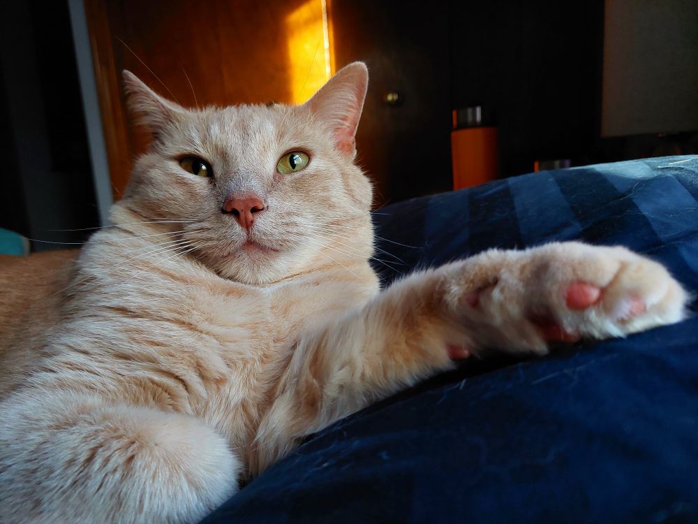 Photo of a buff-colored (light orange) cat lounging with his arm stretched out across a navy blue pillow on a bed. Morning sun beams are on closet doors in the background.