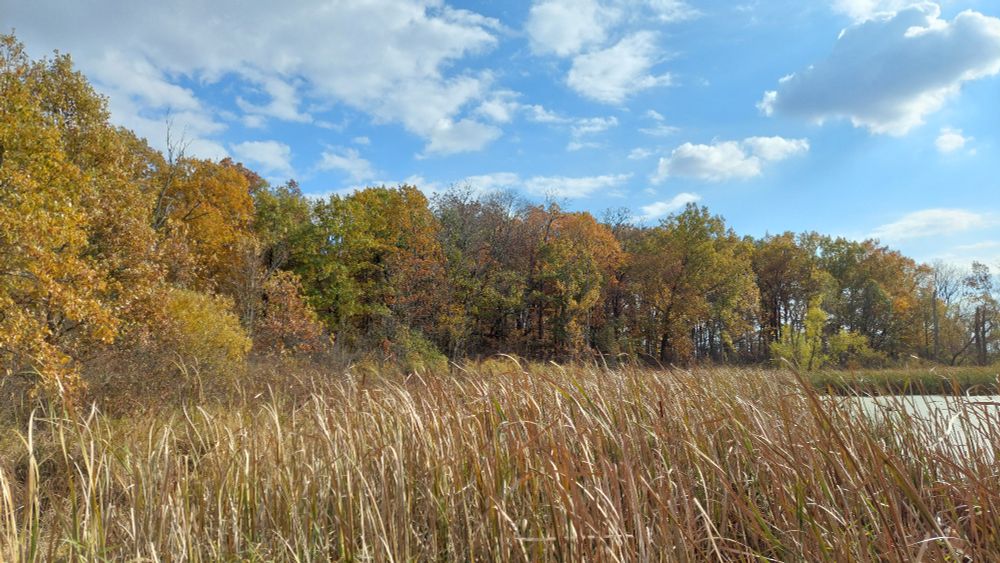 Photo of an autumn landscape. A dense forest of trees changing color surround a pond that's encircled with dried reeds. Blue skies with scattered clouds are overhead.