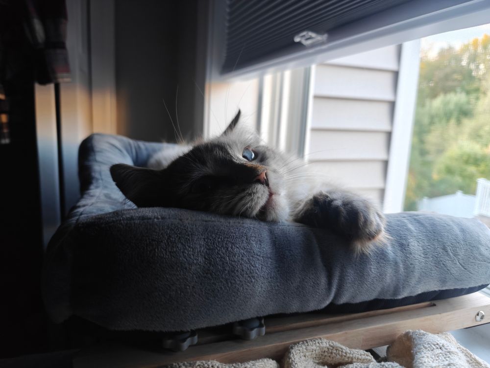 kitty with white fur lounges at the window with a silly face on