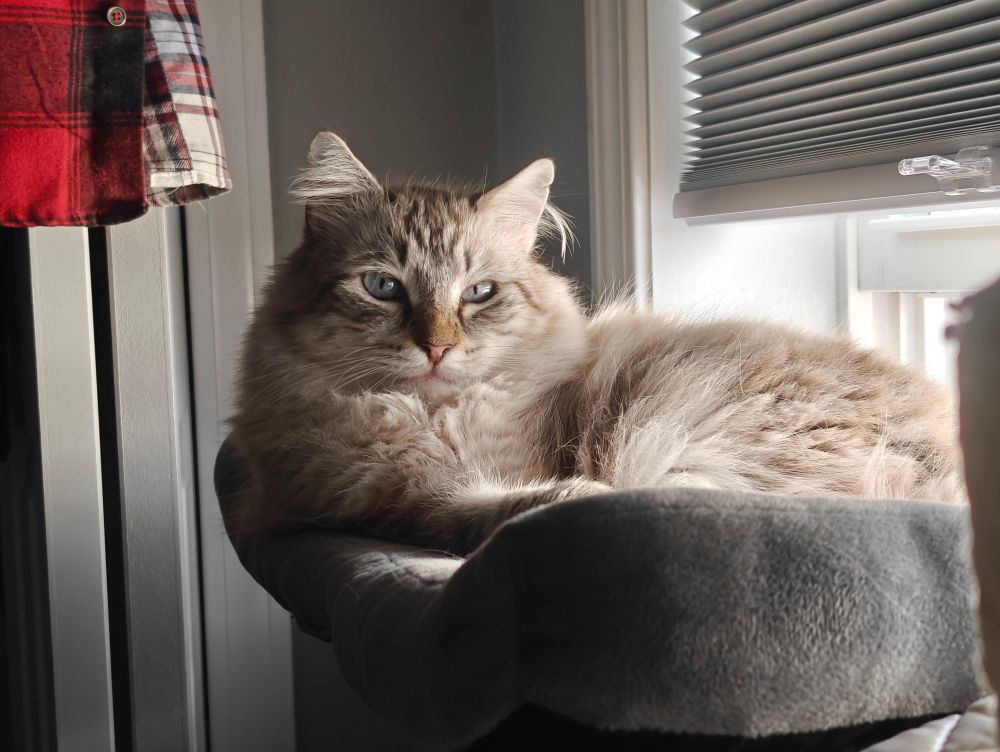 fuffy kitty rests in window bed