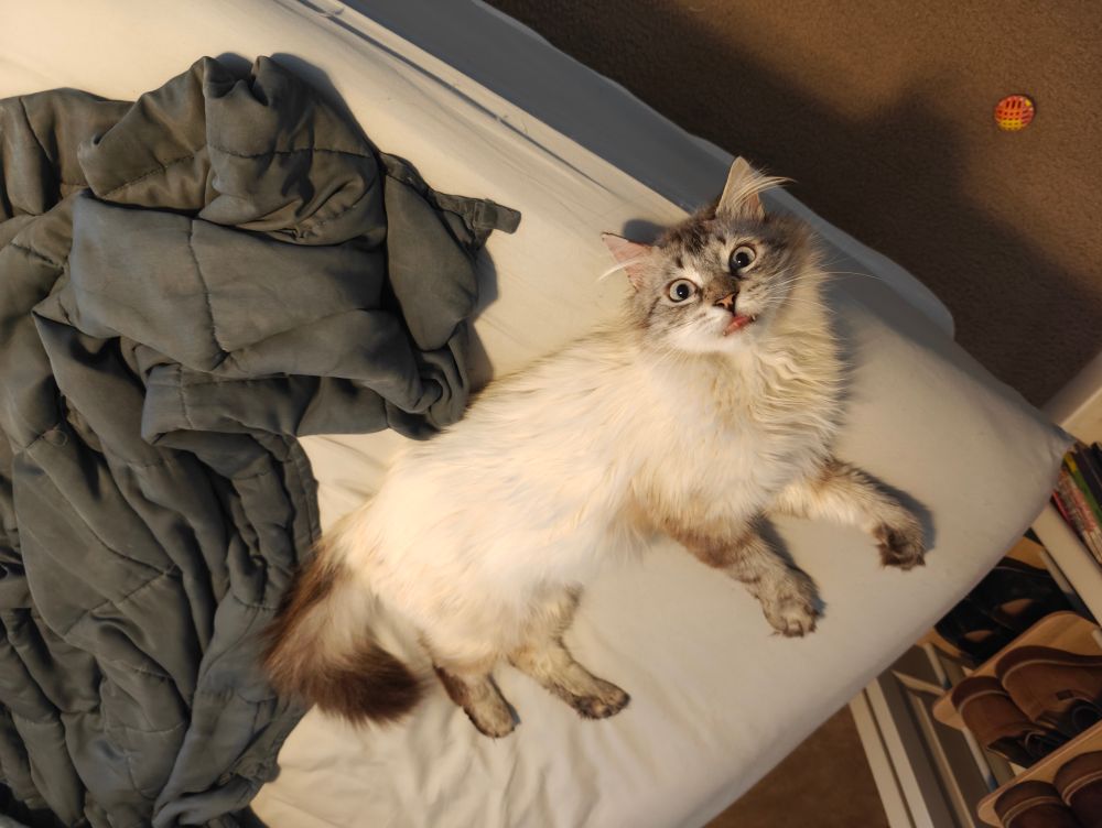 white cat on his back stares with wild abandon