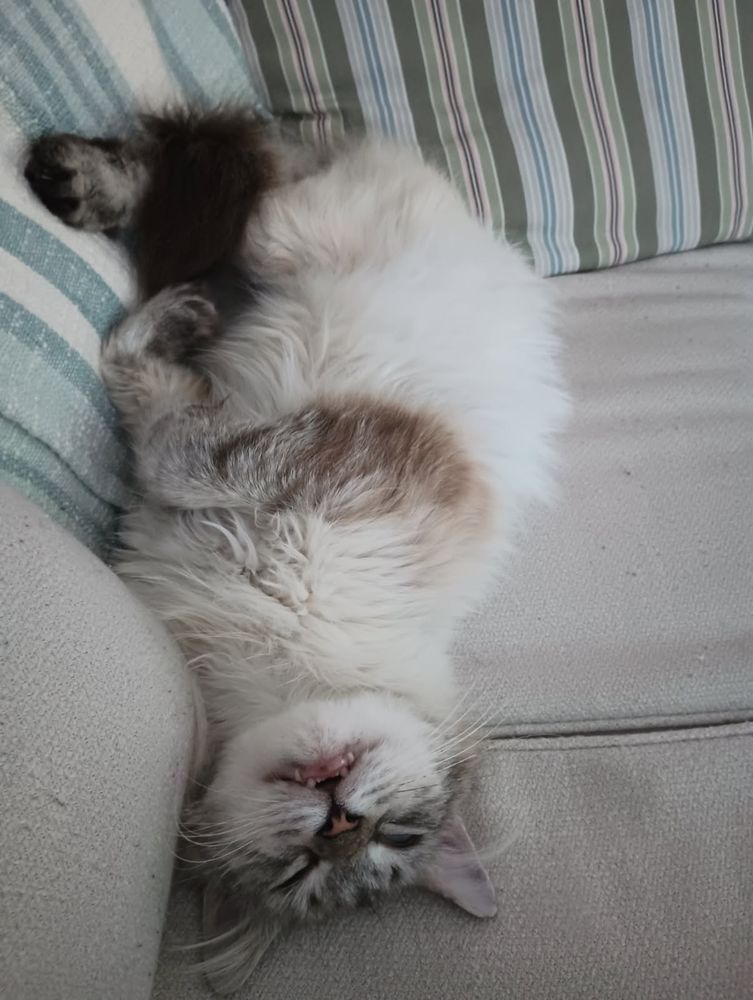 cat in the corner of the couch asleep, belly up, paws curled