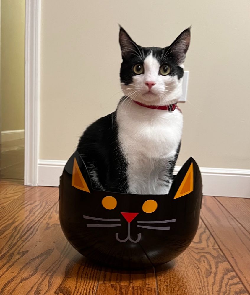 Black and white cat looking into the camera while seated upright in a black bowl that has the face of a cat on it