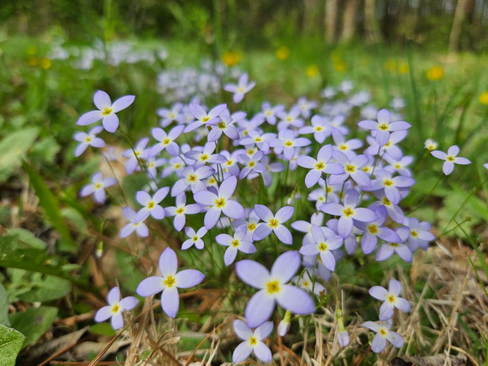 A mass of light purple bluet flowers