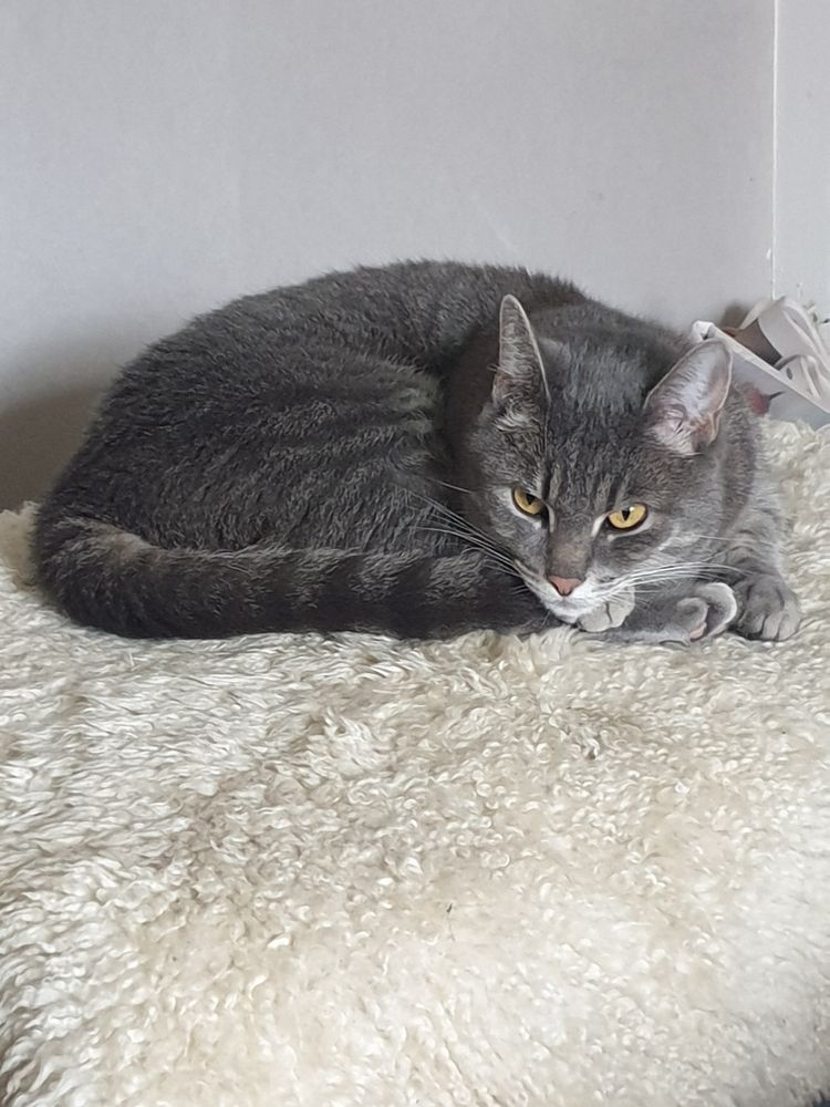 Vacker grå katt med något lurig uppsyn. I traditionell kringelposition.