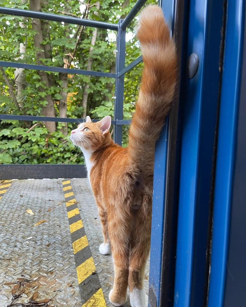 A ginger cat stood in a doorway with his tail proud down display