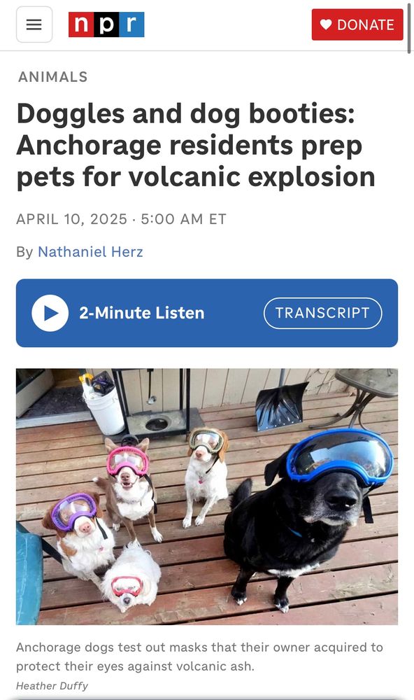 Article of several dogs wearing goggles 