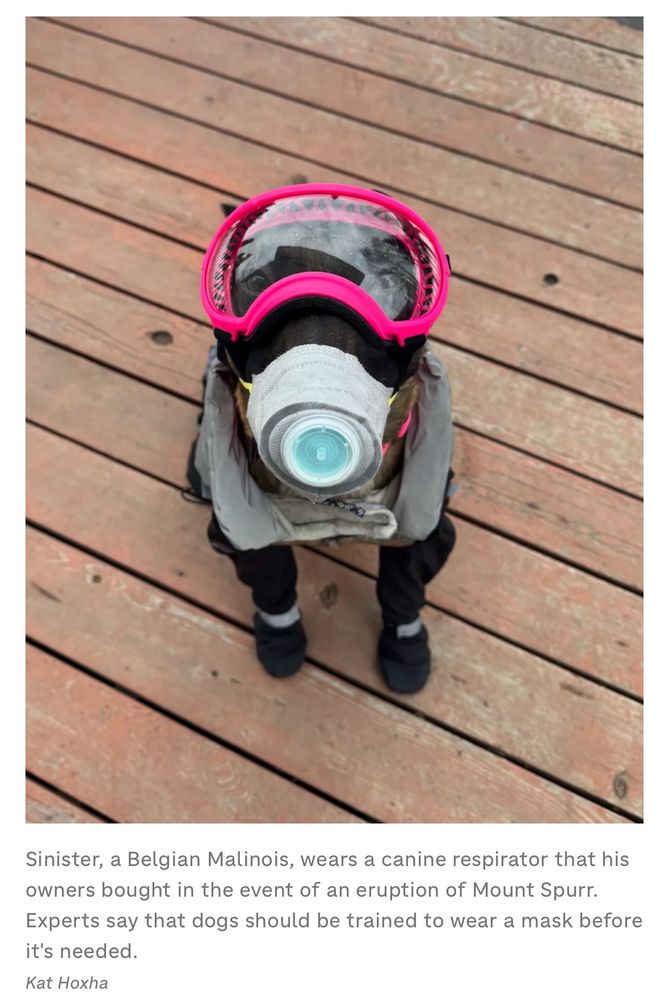 Dog wearing goggles and an air-filtering face mask