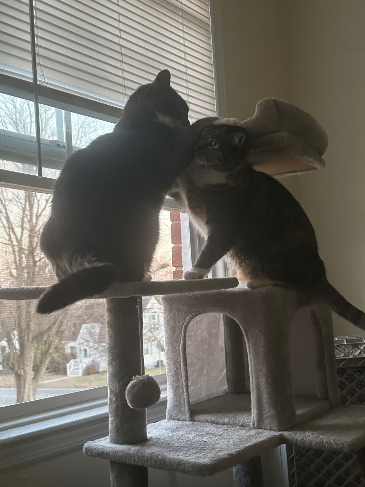 My cats Boots (grey & white) and Bridget (torbie) doing battle for cat tree supremacy