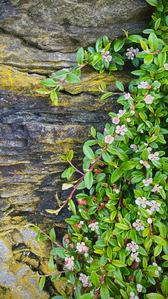 Tiny green vines with pinkish-white flowers cling to a mossy and grey rock wall. 