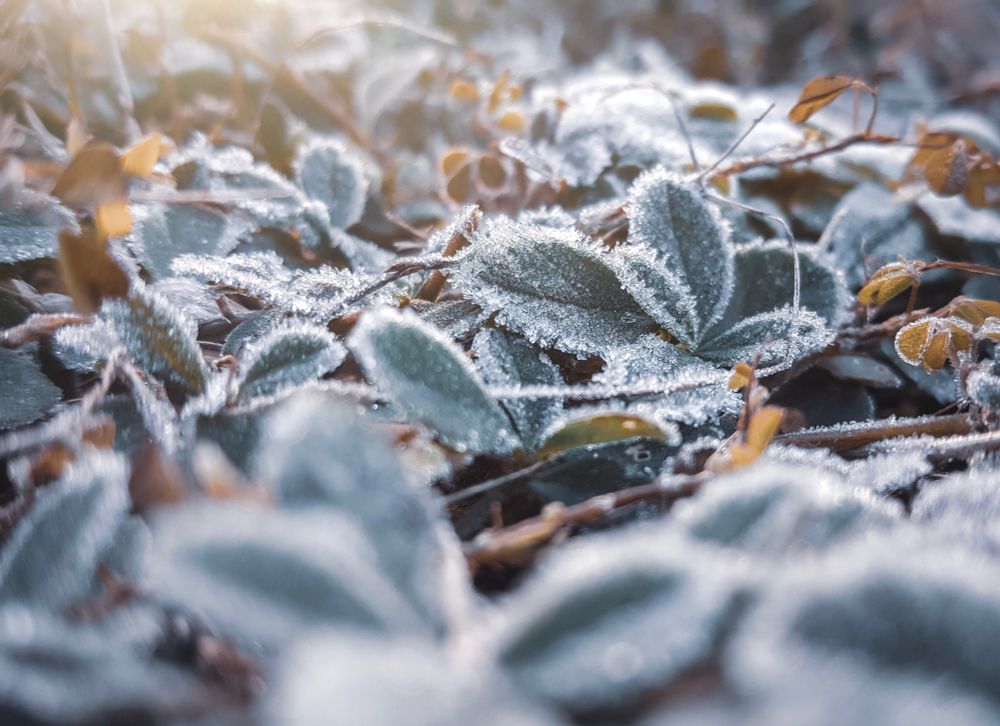Close up shot of small, ground-covering, green plants that are covered in a layer of frost, with the sunrise (out of shot) casting hazy orange rays from the background.