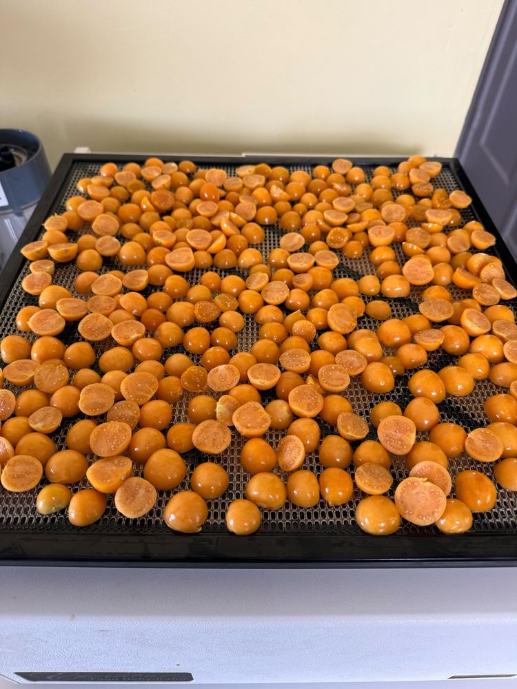 Many orange ground cherry berries sliced in half and distributed on black square plastic tray .