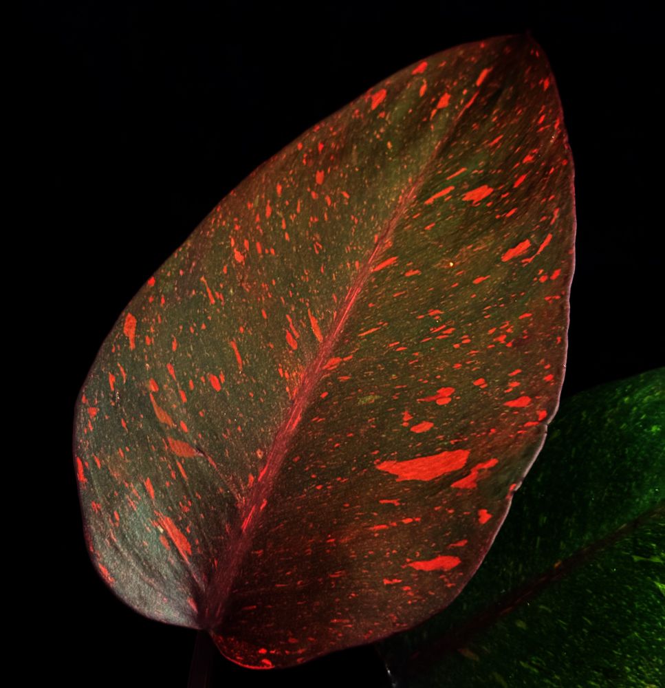 Dark green oval leaf with many small intense orange marks. Other green leaf with yellow marks in the back.