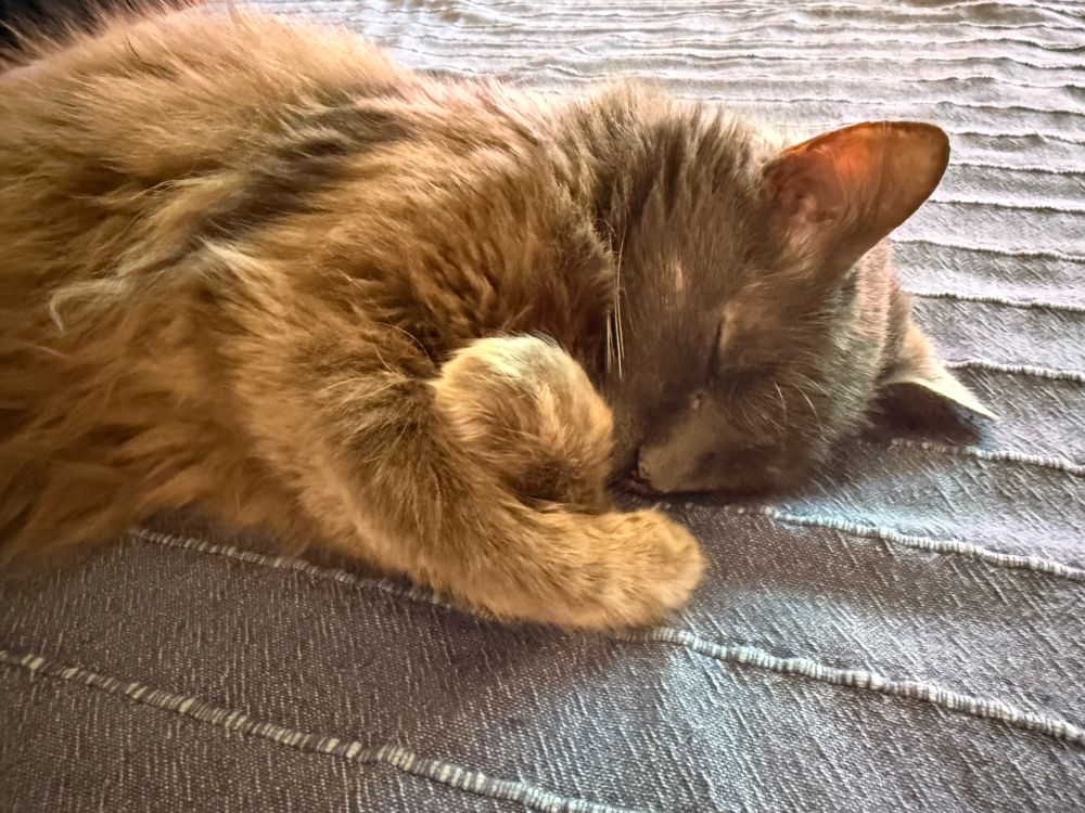 Long-hair grey cat sleeping on her side with paws crossed as if she is hugging herself.