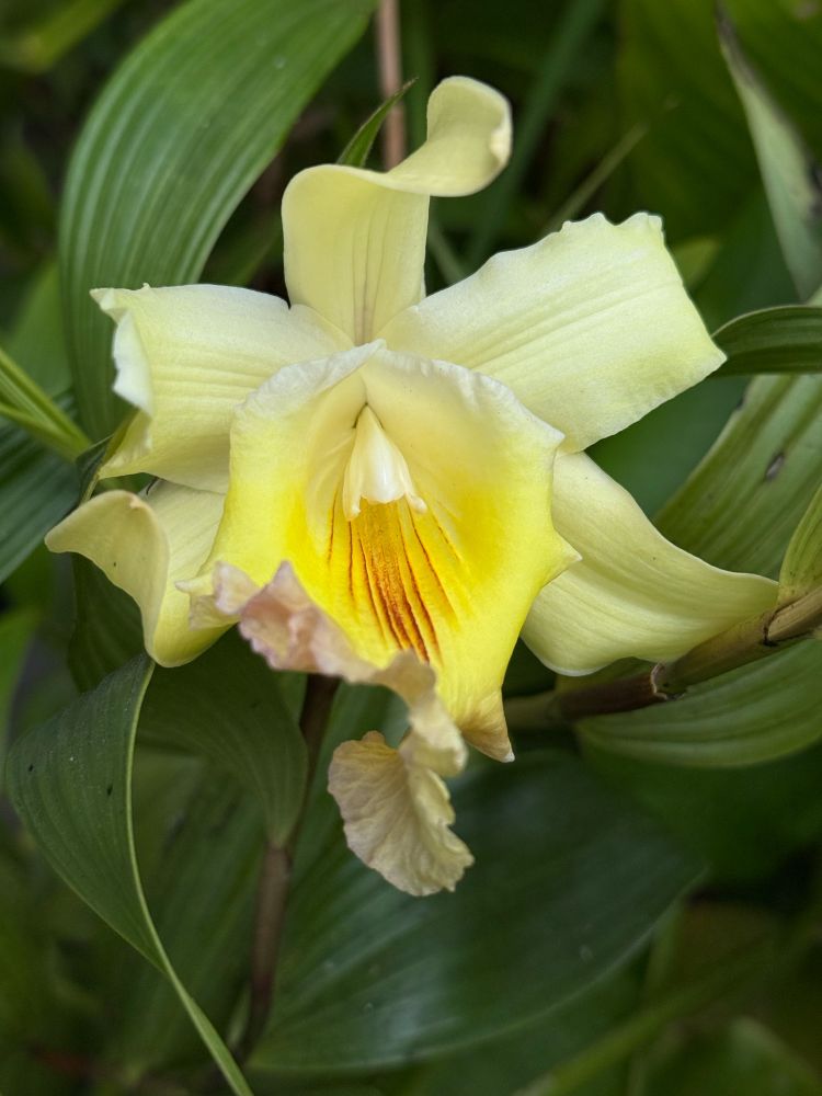 Creamy white to yellow orchid flower in between lush green foliage.