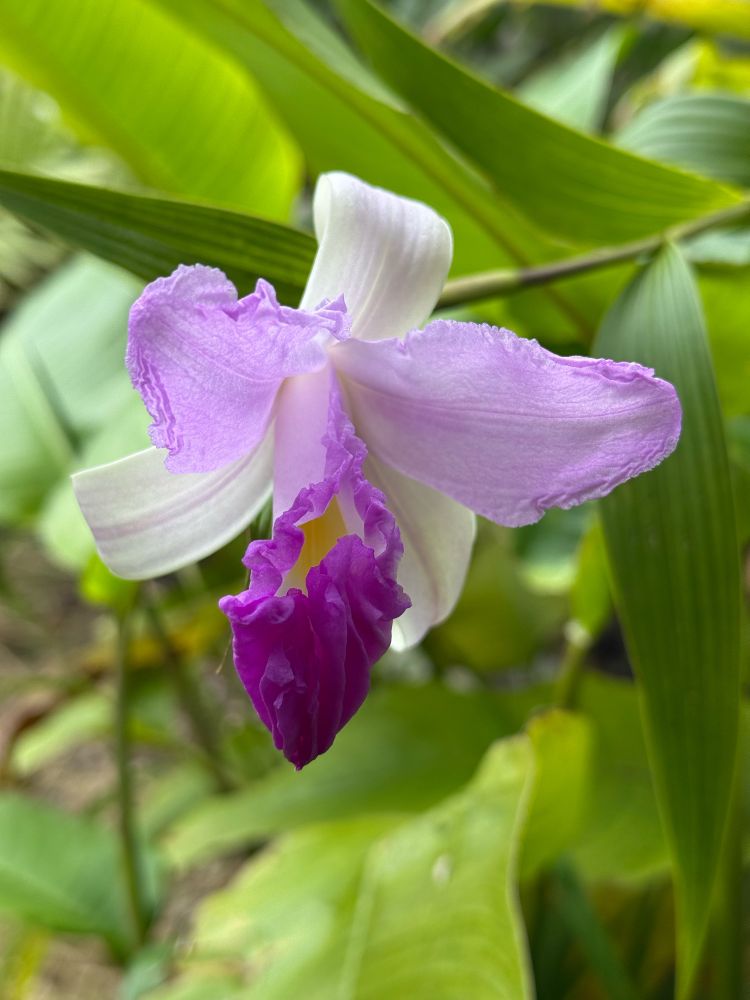Pink and purple orchid flower in between lush green foliage.