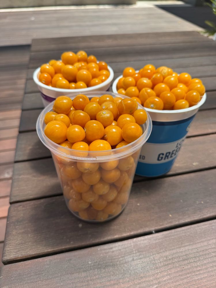 Three large yogurt cups full of orange ground cherry berries placed on wooden table.