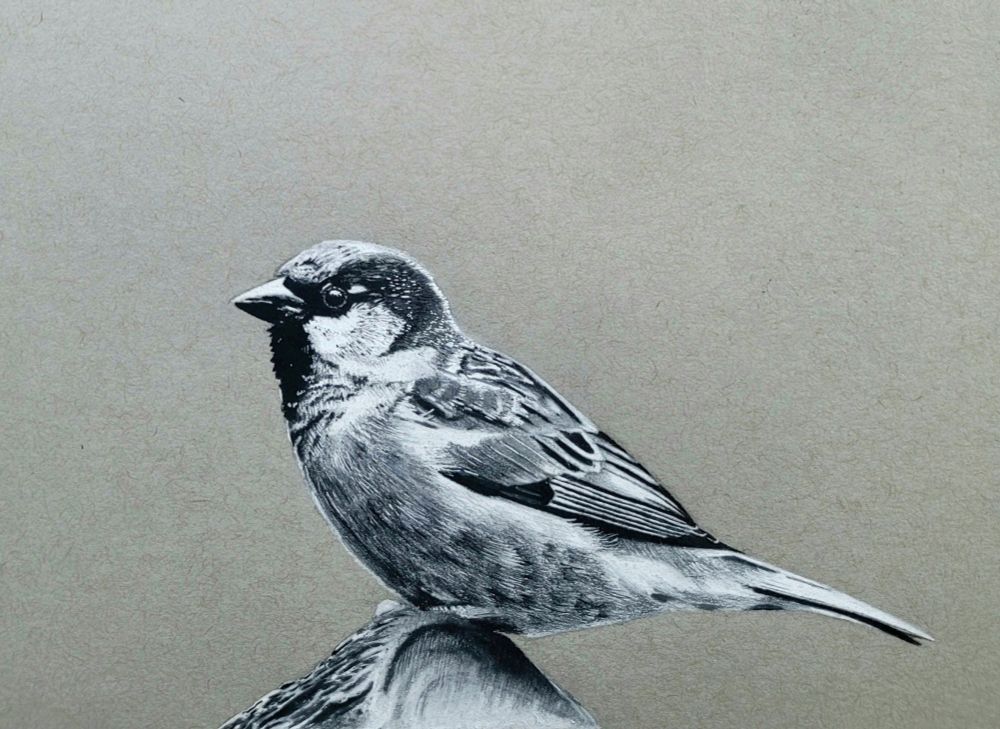 Drawing of a sparrow made with charcoal, pastel and fineliners on toned paper. 