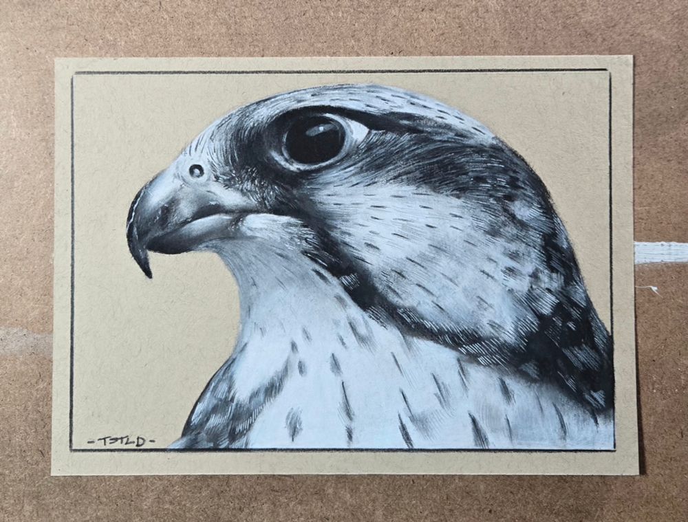 Drawing of a peregrine falcon made with charcoal and gel pen on toned paper. 