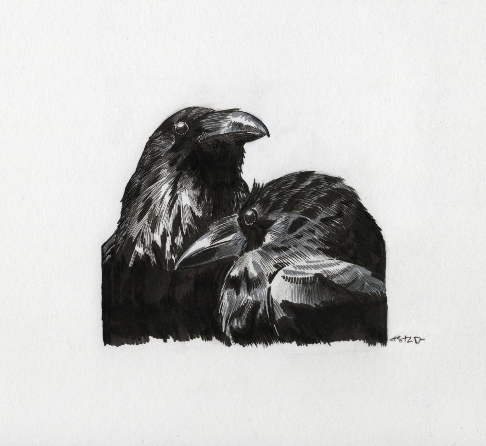 Sketch of some crows made with ink on paper. 