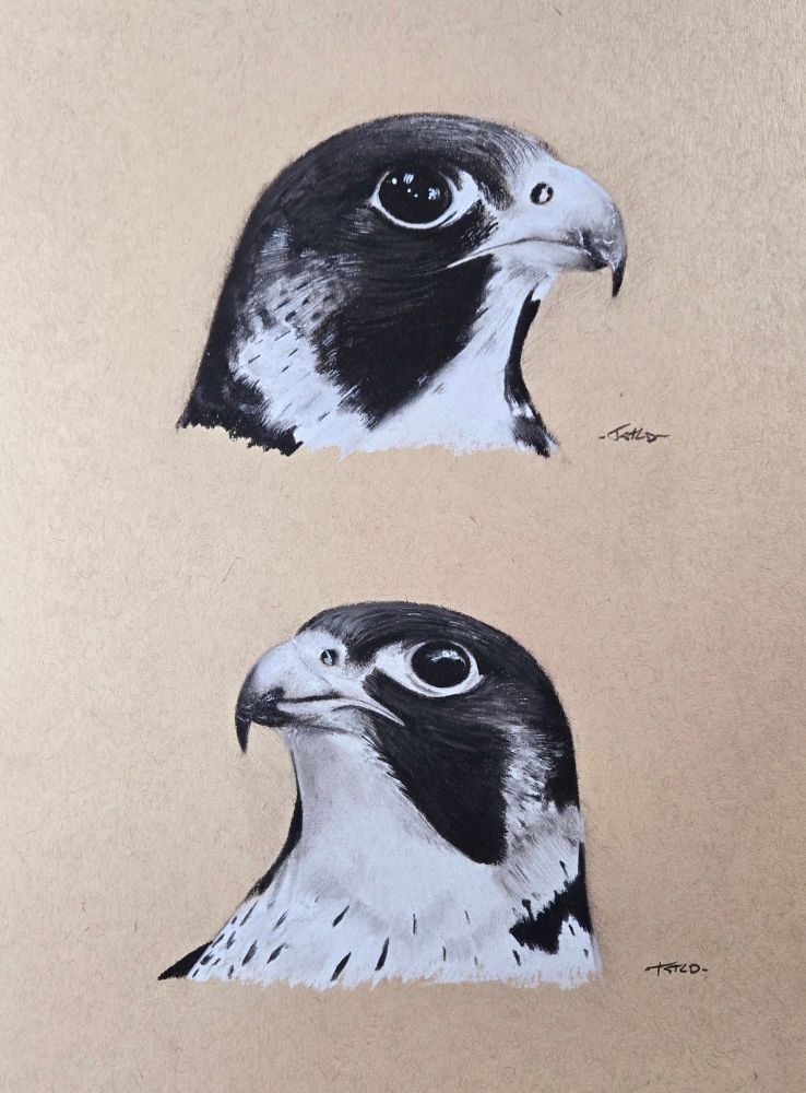 Peregrine falcons studies made with pastel on toned paper. 
