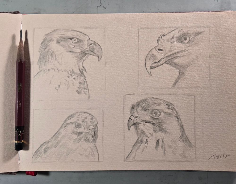 Some sketches of some birds made with graphite in a toned sketchbook.