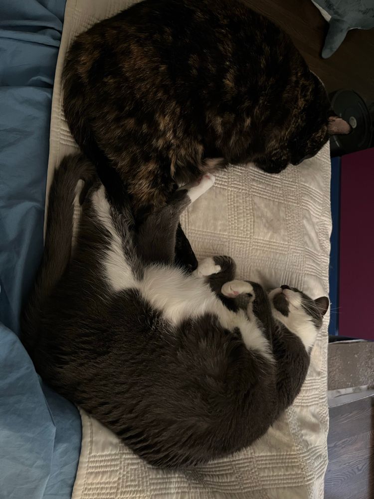 Ember, a tortie cat, and Ash, a grey and white cat, are sleeping facing each other, on their sides. Their back legs are tangled together.