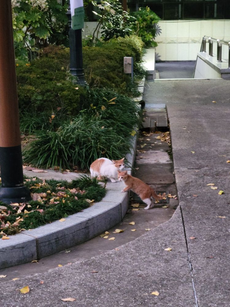 박물관 뒤쪽 화단?에 사는 고양이 두마리입니다. 하나는 흰 바탕에 치즈얼룩이 있는 성묘이고, 다른 하나는 앞발은 살짝, 뒷발은 허벅지까지 우유에 담궜다 뺀 치즈 청소년 고양이예요.
