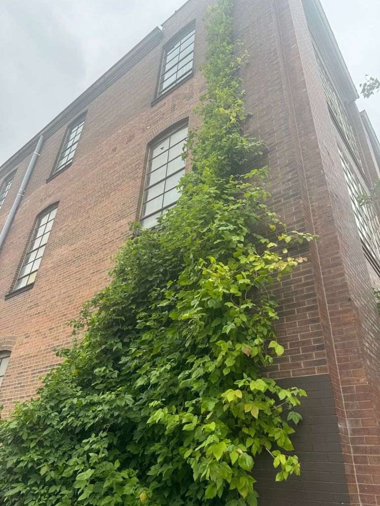 photo of kudzu on a brick building