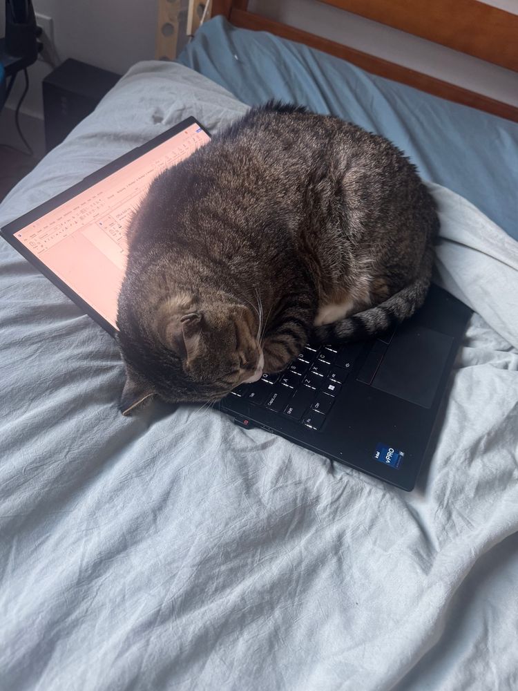 Cat napping on a computer 