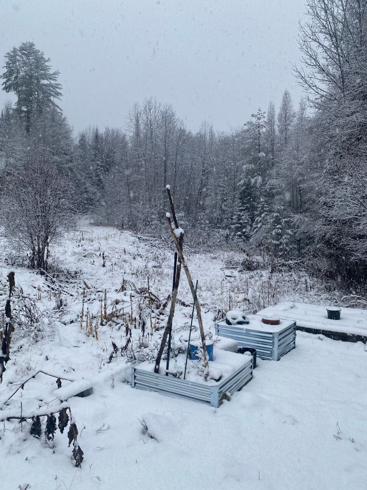 Picture of a raised bed garden covered with snow, with pine trees in the background in Vermont